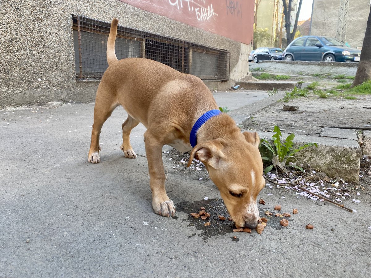 mrvichitzza's tweet photo. Mili moji, HITNO, da li neko prepoznaje ovog anhela⁉️

Mali mi je samo uleteo u naručje, baš je beba beba, ne snalazi se na ulici, verovatno je nekome pobegao, a ja žurim na posao pa sam ga samo ubacila u ulaz zgrade prekoputa Skroz dobre pekare u V. Micka Krstića, DELITE PLS‼️ https://t.co/sCzysIOGpB