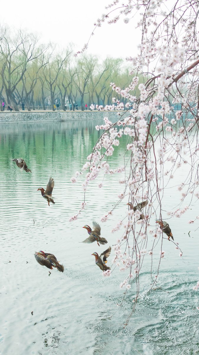PDChinaLife's tweet photo. Peach blossoms decorate the Xidi of Summer Palace in Beijing, resembling a coy bride with a pink veil. https://t.co/WnCW27beXU