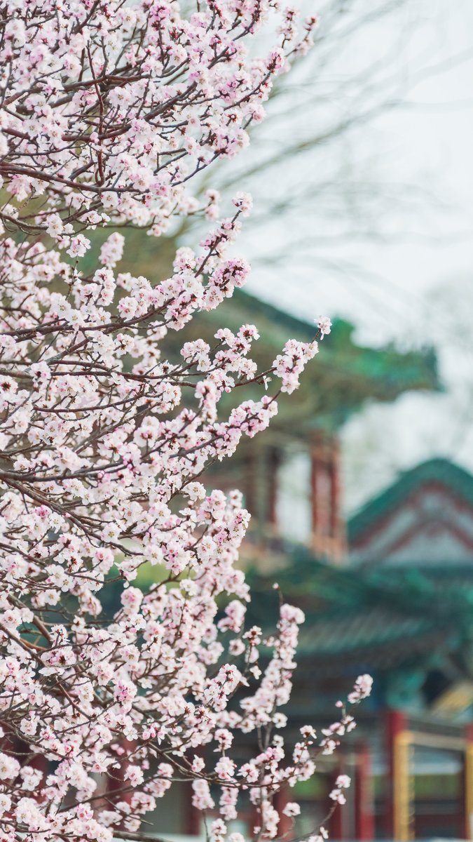 PDChinaLife's tweet photo. Peach blossoms decorate the Xidi of Summer Palace in Beijing, resembling a coy bride with a pink veil. https://t.co/WnCW27beXU