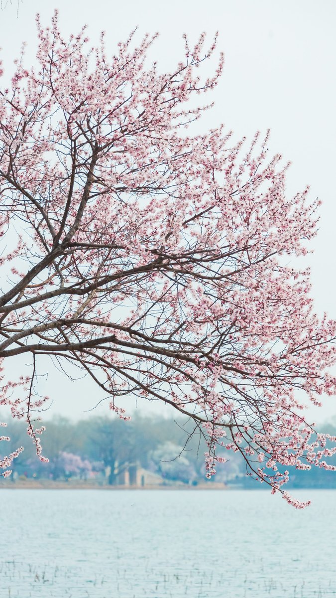 PDChinaLife's tweet photo. Peach blossoms decorate the Xidi of Summer Palace in Beijing, resembling a coy bride with a pink veil. https://t.co/WnCW27beXU