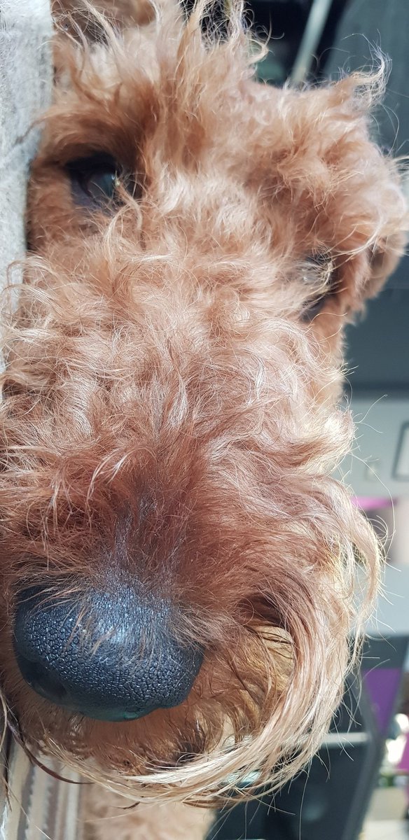AiredaleEmile's tweet photo. Happy Birthday mon gros nounours 🕯💜🐾 https://t.co/QqgUtA38M6