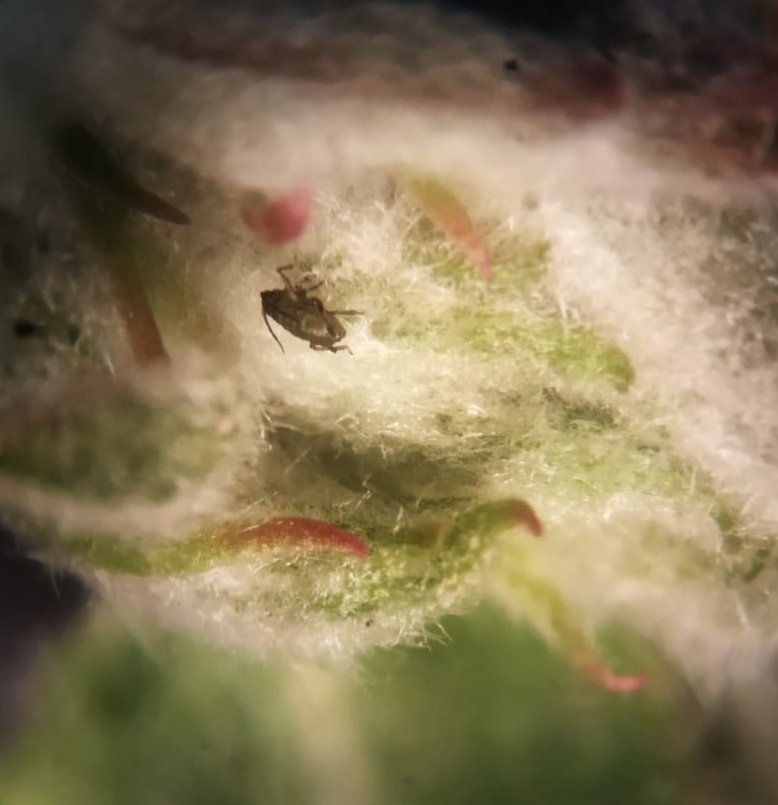 redfaragon's tweet photo. En prefloracion, cuando los #manzanos alcanzan el estado fenológico E-E2, debe aplicarse un aficida para el control de #Dysaphis plantaginea, además de proteger la plantación con fungicidas contra #moteado y #oidio.
Gracias ,@JavierL51321854
#GIP #plantpests @CoopsAgroARA #ATRIA https://t.co/RlZgp6bSan