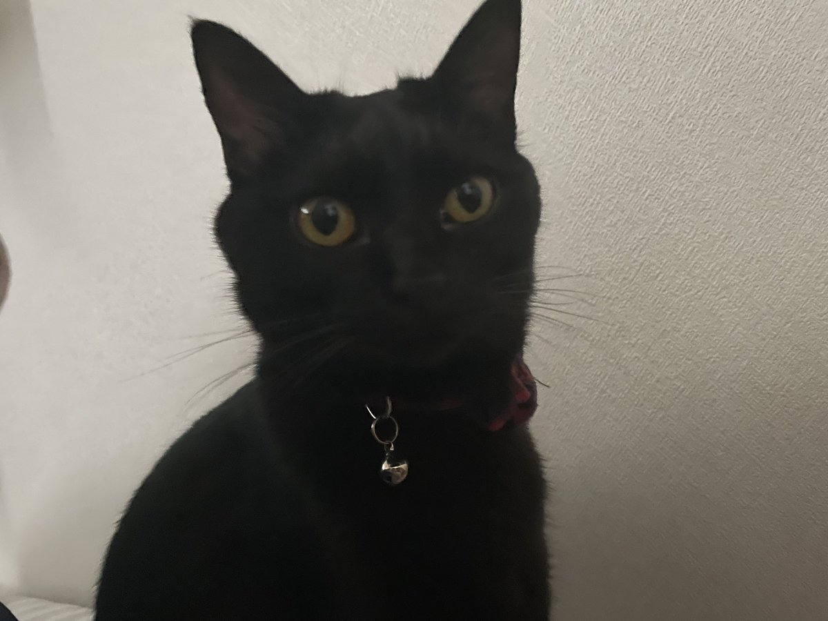 _p_t_t_i's tweet image. 朝ねこ！ 2022.03.28
止まれないコグマ🧸と止まるコグマ🧸