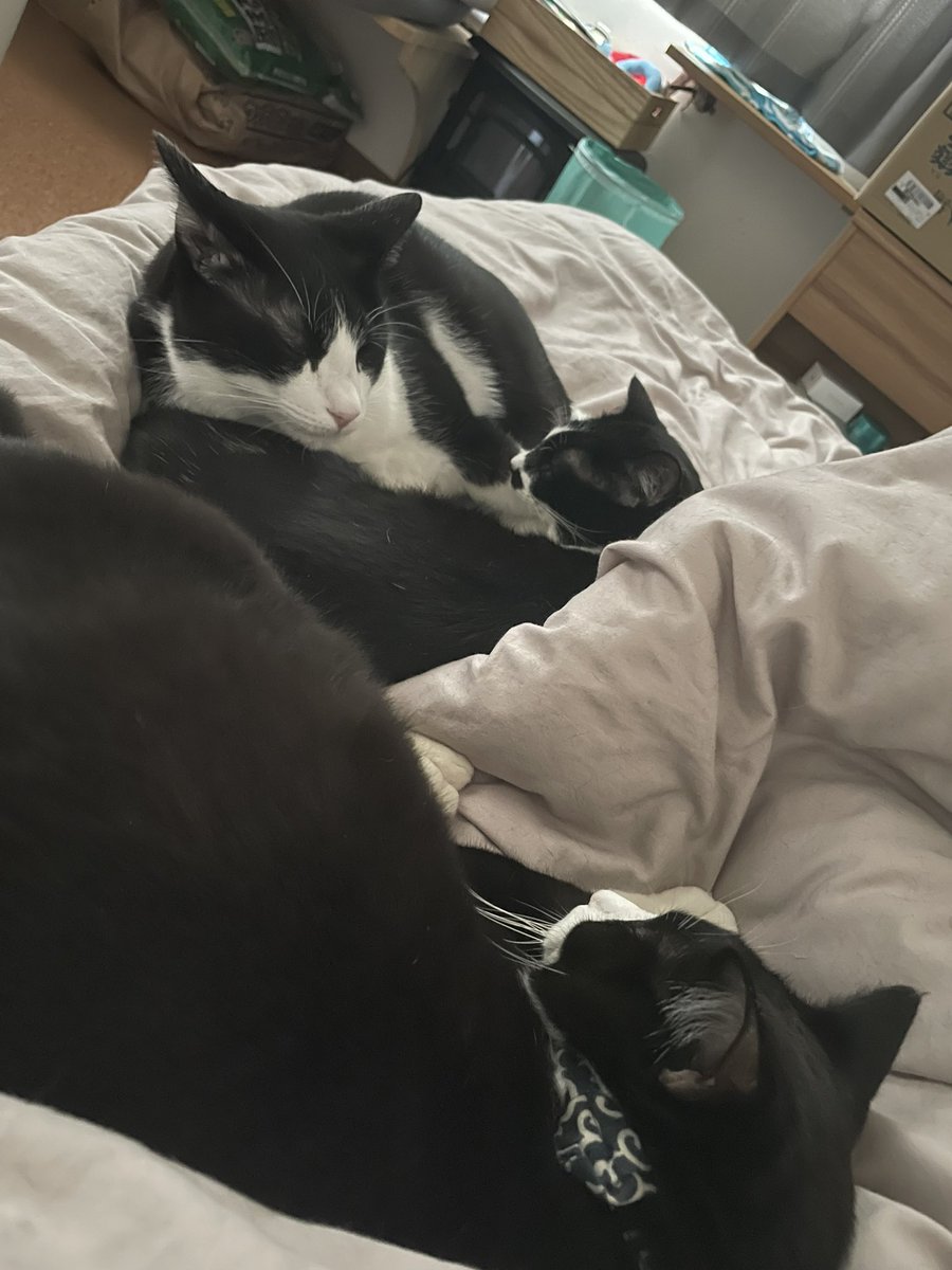 _p_t_t_i's tweet image. 朝ねこ！ 2022.03.28
止まれないコグマ🧸と止まるコグマ🧸