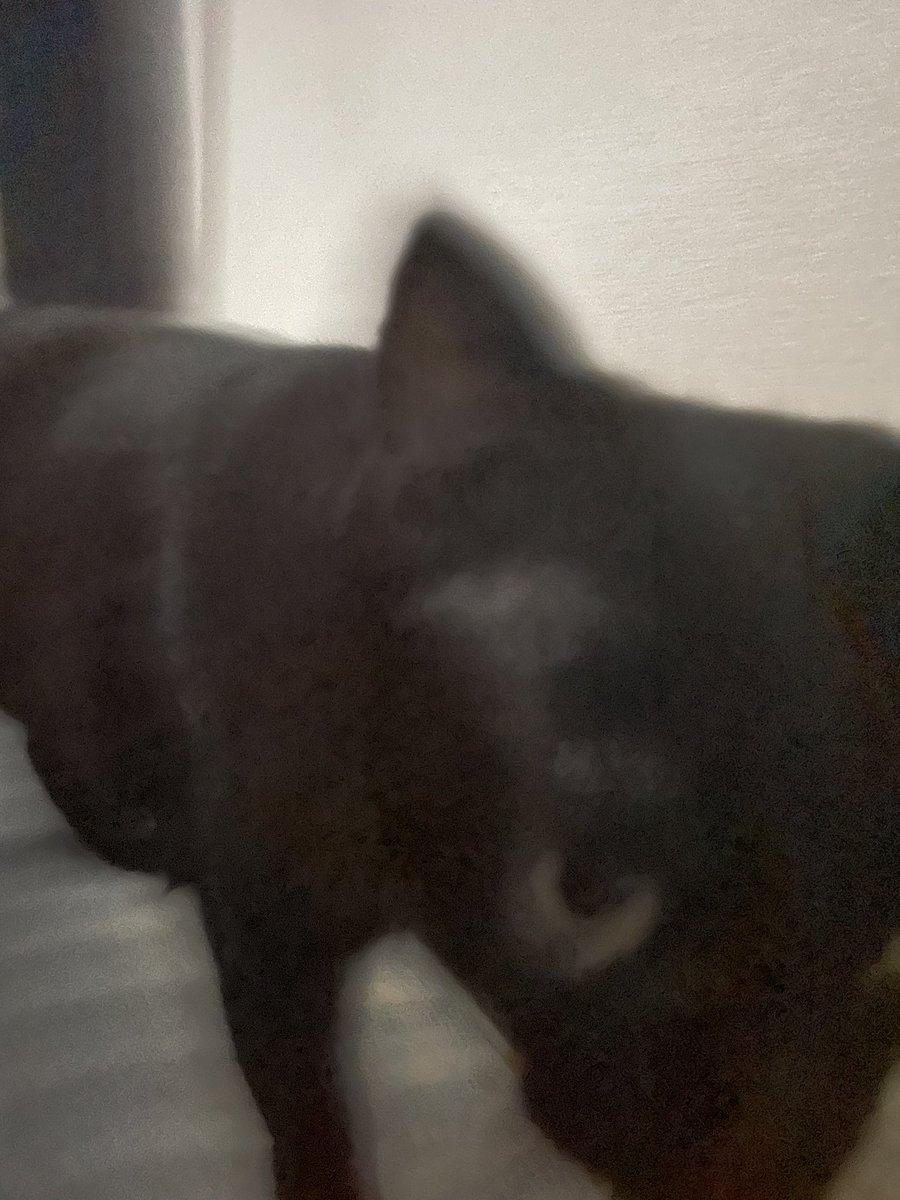 _p_t_t_i's tweet image. 朝ねこ！ 2022.03.28
止まれないコグマ🧸と止まるコグマ🧸