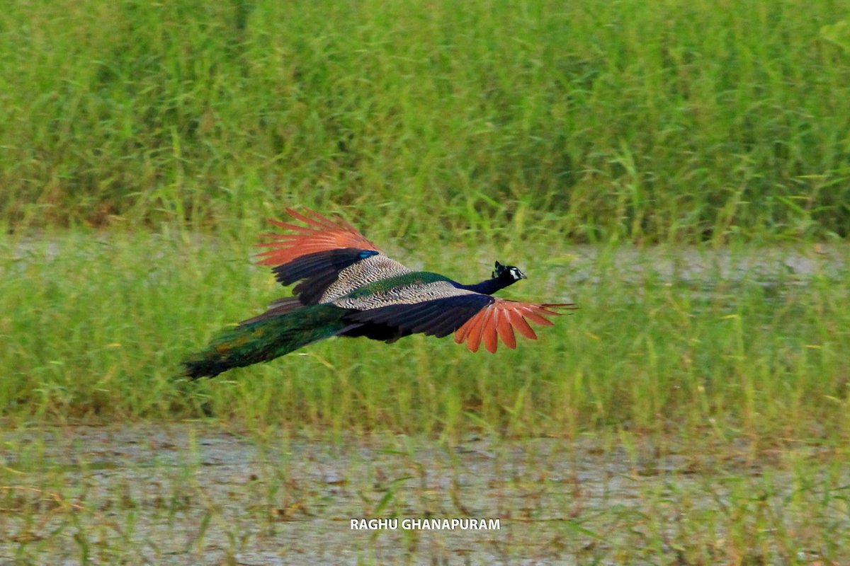 HydUniv's tweet photo. Peacock flying 🦚
Location: Near White Rocks at @HydUniv clicked by @RaghuGhanapuram
#peacocks #peacock #birds #nature #peacocksofinstagram #peacockfeathers #bird #peacockfeather #birdsofinstagram #peacockbass #wildlife #art #photography #peafowl #animals #naturephotography https://t.co/ULqYKhZZex