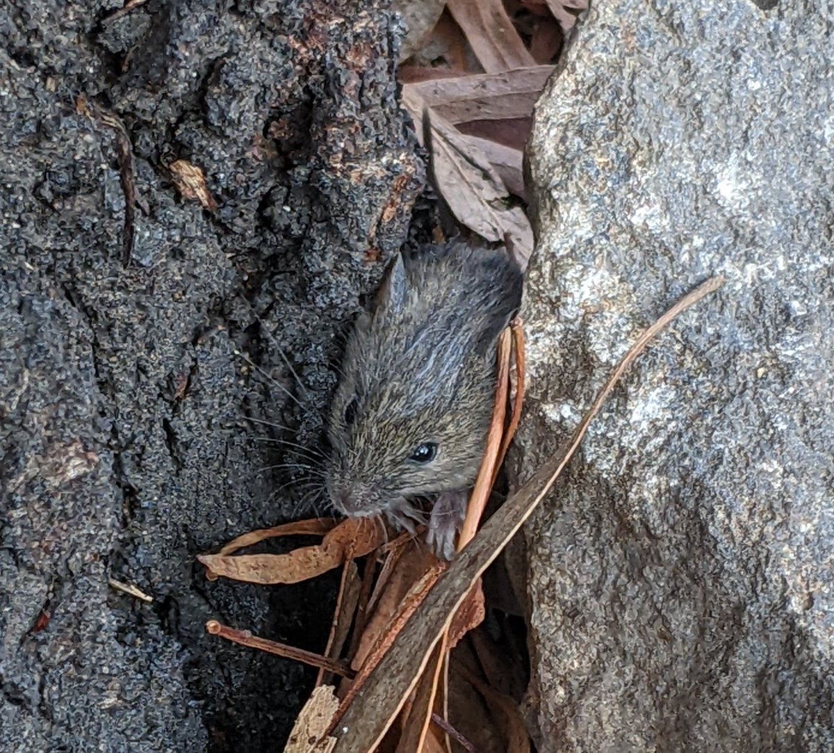 Does anyone know what animal this is? Probably a variety of hopping mouse
Spotted in inner North #Melbourne
#AnimalIdentification