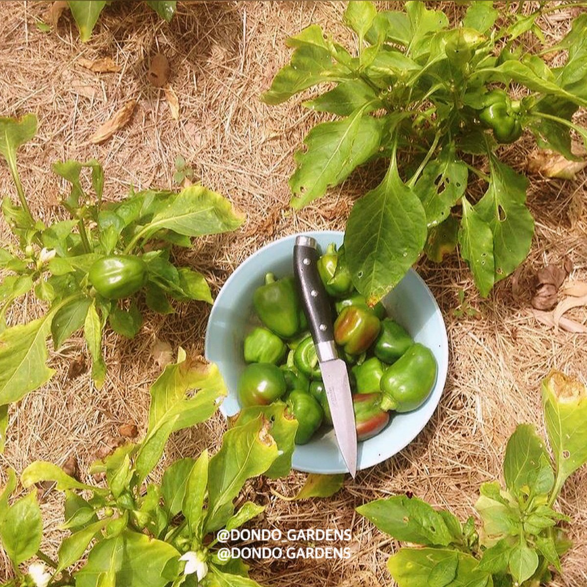 dondo_gardens's tweet photo. The simple #life of #gardening filled with extravagant rewards. https://t.co/Mq2nZlbNxk
