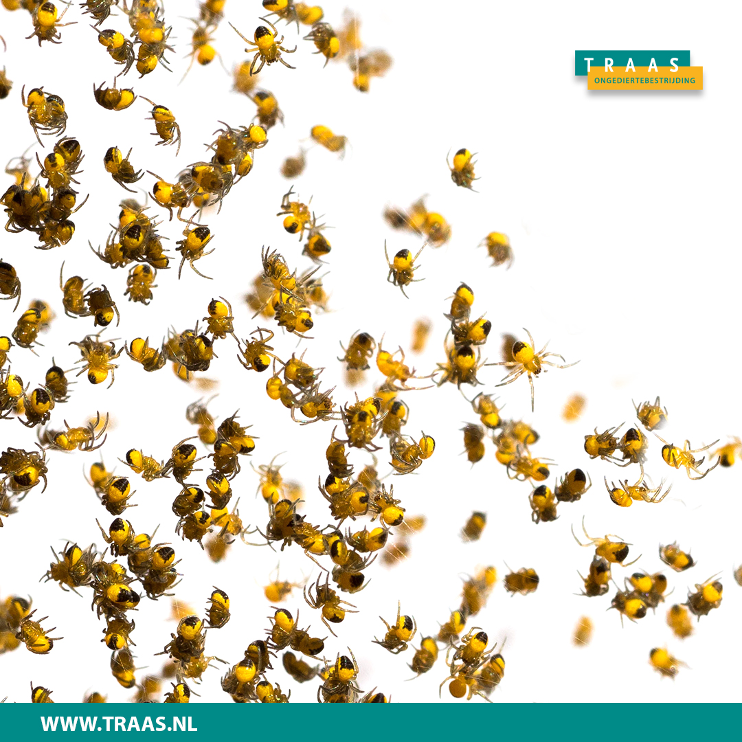Als u overlast van spinnen heeft, kunt u contact opnemen met één van onze bestrijders via 088-2212122. Na een inspectie zal hij weten hoe hij moet handelen. Onze bestrijders werken met 100% biologische, afbreekbare middelen die geen vlekken achterlaten. 
traasongediertebestrijding.nl/plaagdierenind…