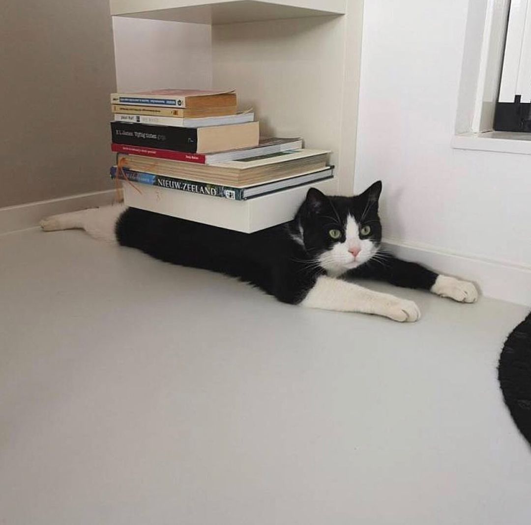 la_kube's tweet photo. Quand on se sent un peu dépassé par sa pile à lire...

📸 all_cats_are_bastards https://t.co/n0gr6NMalR