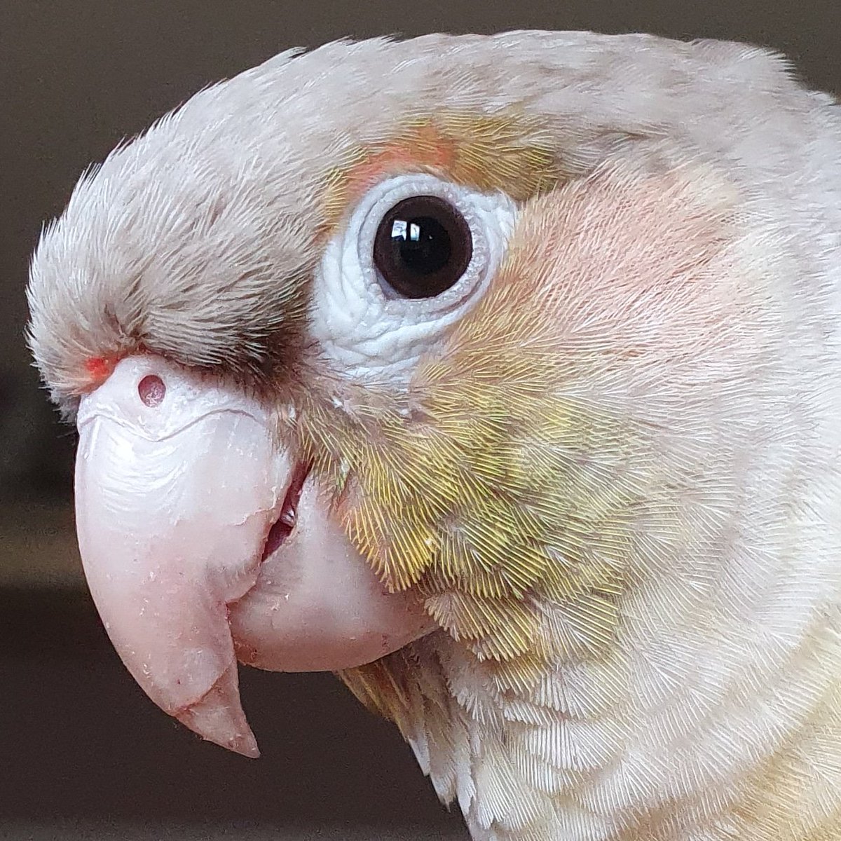 💚Dixy💚 Hello twitter!💙🤗🌞 #greencheekconure #birdtwitter #twitterbird #birdsofinstagram #instabiel #conure #parrot #parrotlover #cute #cutebird #Birdy