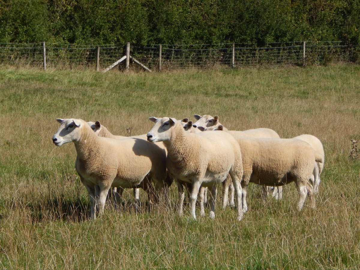 Progress &amp; recording numbers ramped up in the #Lleyn analysis over the last decade, as breeders make greater use of farm software &amp; Signet's recording services. Worth remembering as we enter the last week of registering for the #AHDB vote ahdb.org.uk/shapethefuture <a href="/AHDB_BeefLamb/">AHDB Beef & Lamb</a>