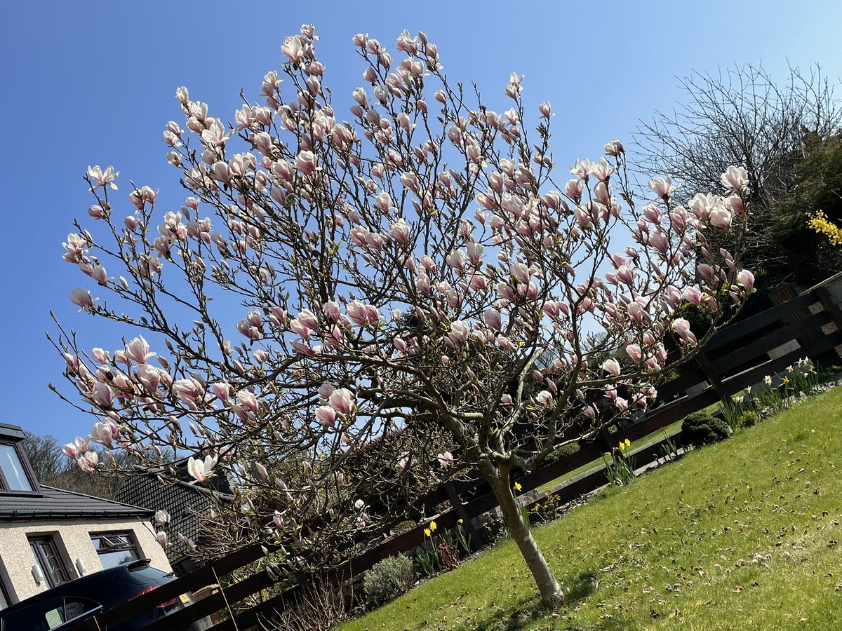 stefanospeters's tweet photo. Magnolia Magnificence! https://t.co/lie70lf5zt
