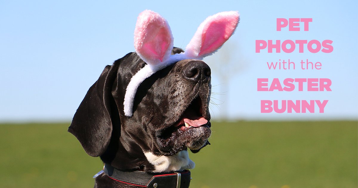 JeffersonMall's tweet photo. Tonight is our 1st Bunny Pet Night! Bring your furry baby between 4pm-7pm to visit Wendell the bunny in Center Court! 🐾 🐰 🥕 
Learn More: https://t.co/dtDzyO3s4B https://t.co/LBBnXGmByV