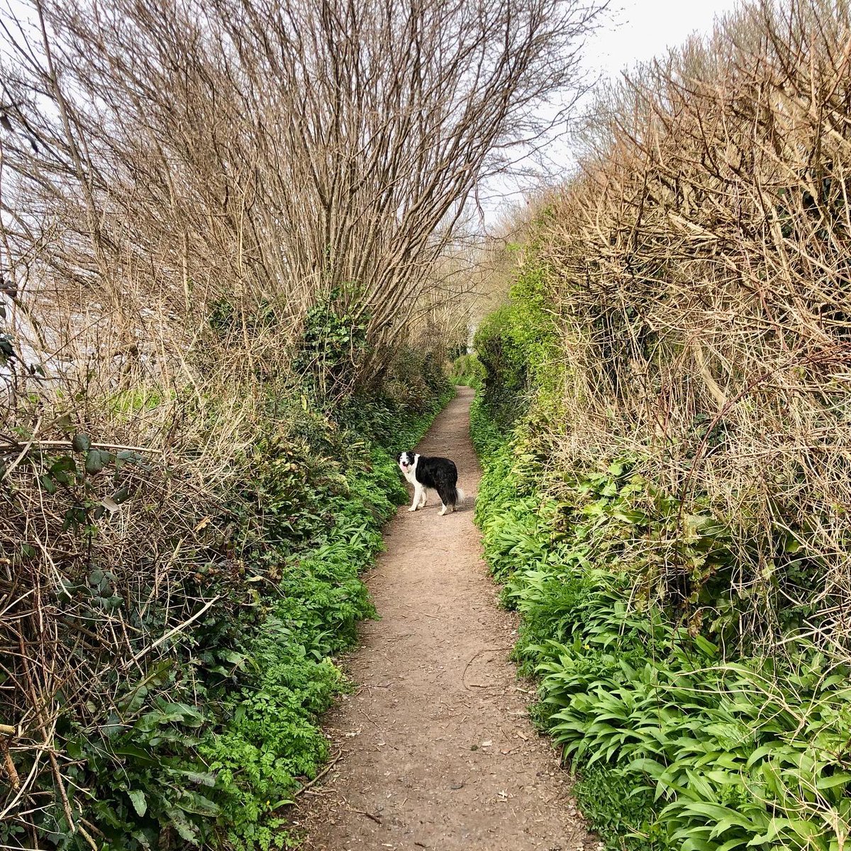 LynnsWaffles's tweet photo. The first few flowers are out on the wild garlic today by the local woods, you can smell the garlic already!
Skye enjoyed having a good sniff about too๐๐พ๐พ
#Beaminster #Dorset #Walkies #DogsOfInstagram #Garlic #Woods #LocalWoods https://t.co/kI27w133VO