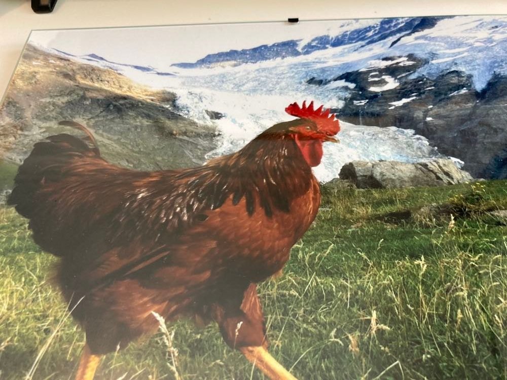 SBotfield's tweet photo. @Jim_Leary I have a picture of a chicken crossing the Alps!! https://t.co/bgMgrltxE6