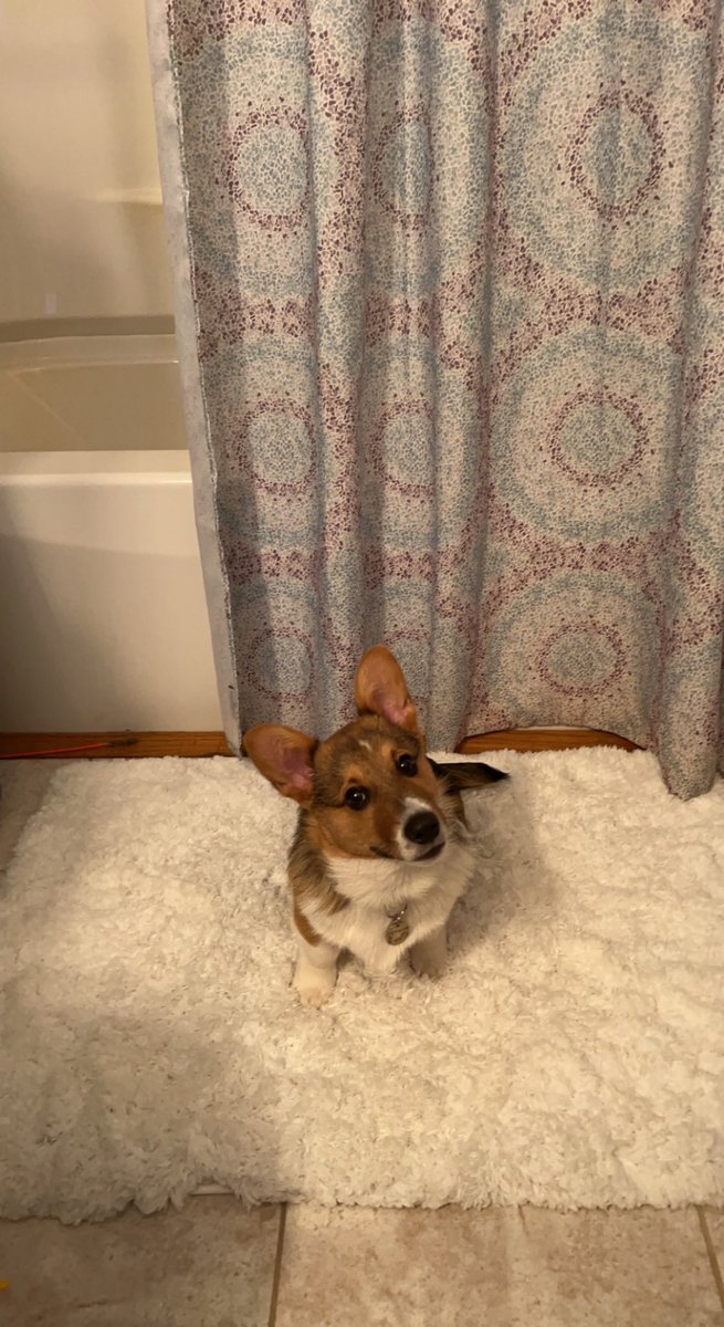 Do you have a dog that follows you into the bathroom or are you normal? 😆 #dogsoftwitter #twitterdogcommunity