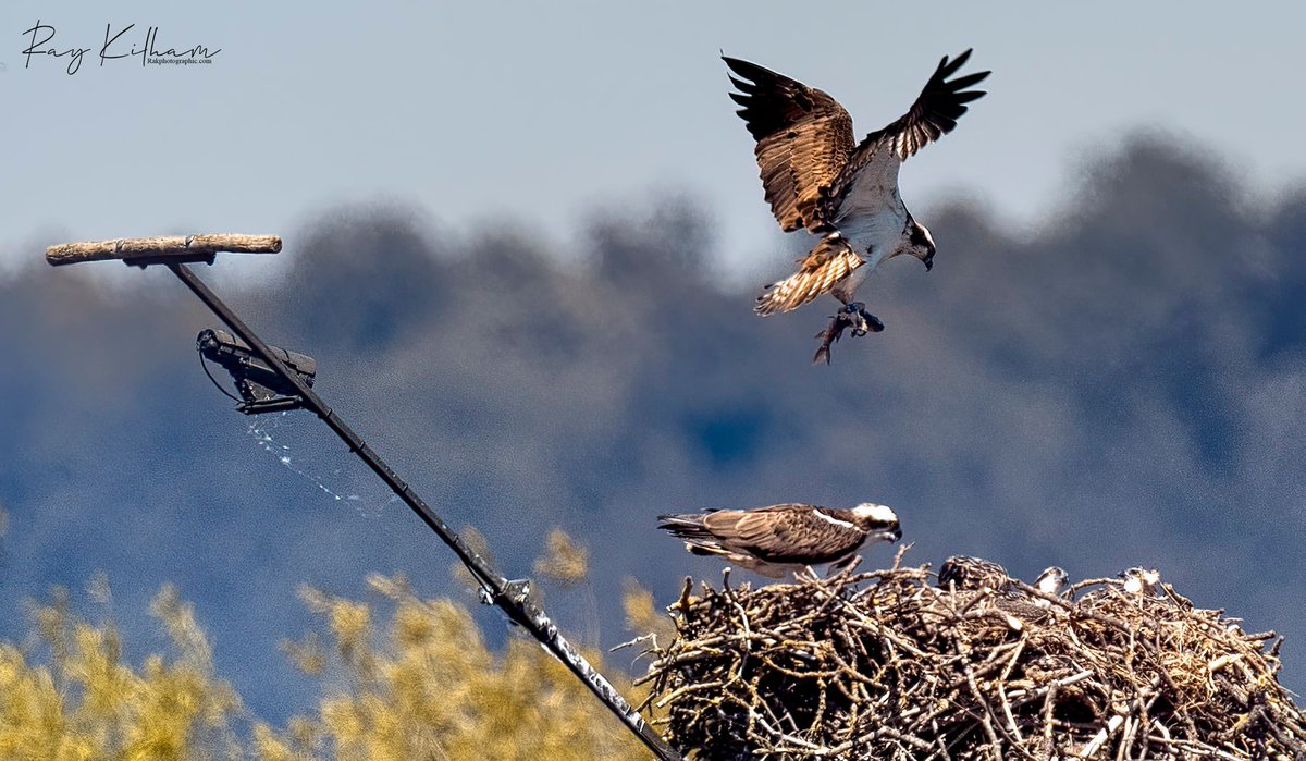 rutlandospreys's tweet photo. We hope you enjoyed celebrating #WorldOspreyWeek with us last week 🦅 If you missed it, catch up on all the blogs and activities here👉https://t.co/qQHzLWzxLG
Can you help us protect ospreys for the future? Support our appeal today👉https://t.co/O8fGxJLWBX https://t.co/zVLaF6keMz