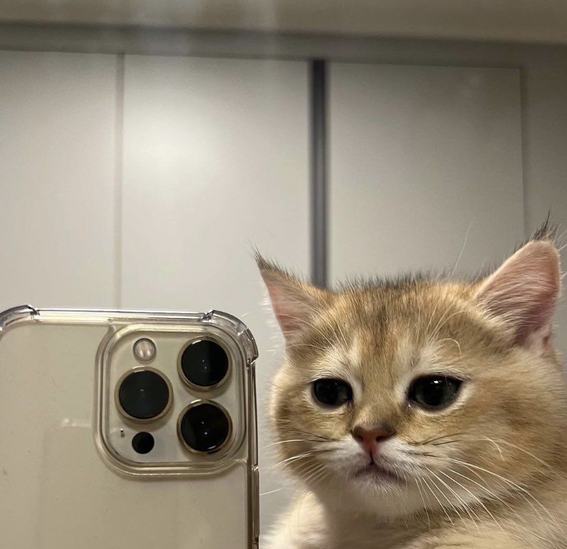 th_ttteyt's tweet photo. 普明喵喵😸😼
#phuwintang https://t.co/VTGM46LD1l