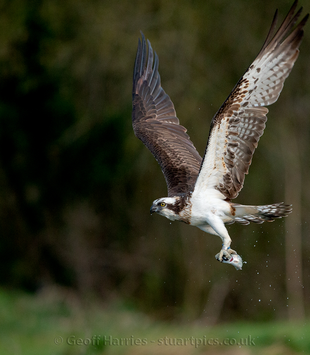 Osprey images posted at stuartpics.co.uk/ospreys-2022.h… #ospreys #photography <a href="/GwashOspreys/">River Gwash Ospreys</a> <a href="/RutlandWaterNR/">Rutland Water Nature Reserve</a>  <a href="/bbcwildlifemag/">BBCWildlifeMagazine</a>  So exciting to see the ospreys back at Rutland, a first sign of spring for me photographing these birds.