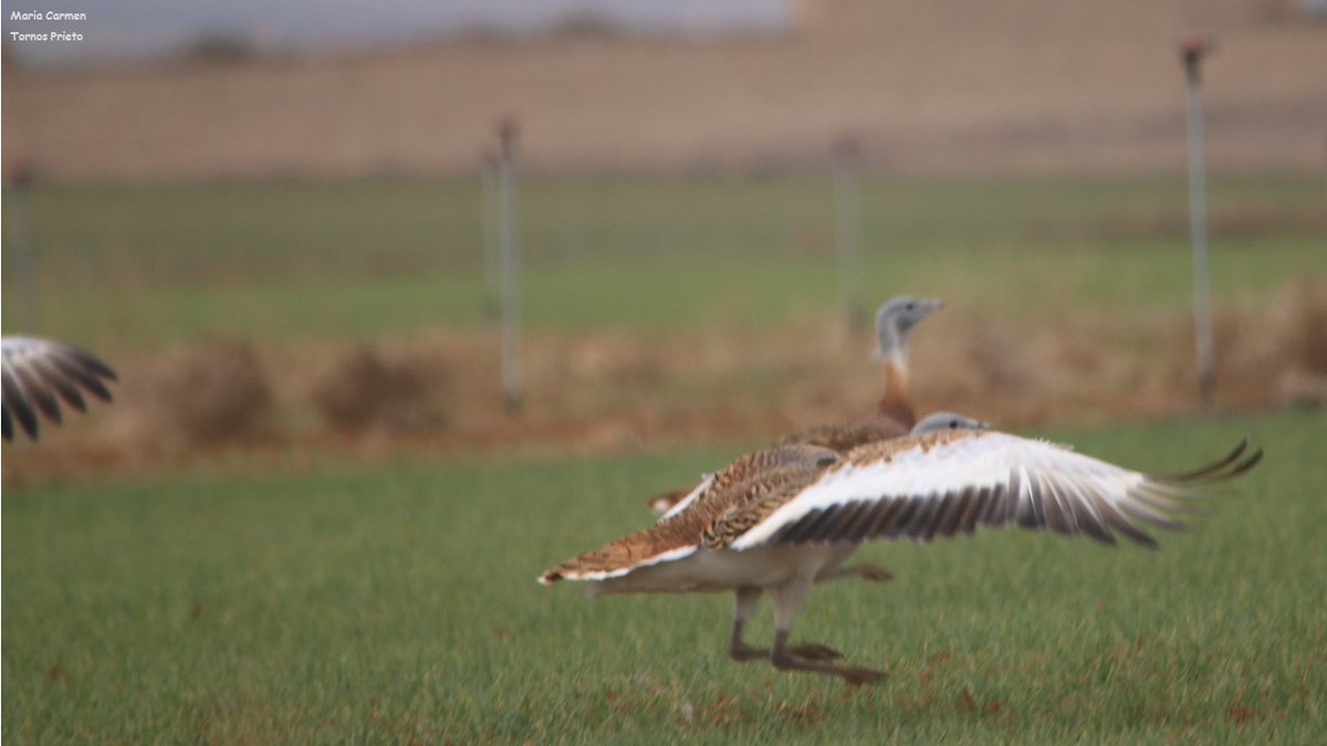Secuencia de vuelo  #Avutarda 
#otistarda #lagunadegallocanta 
Buen y feliz día para todos.
Lunes 28 de marzo.
