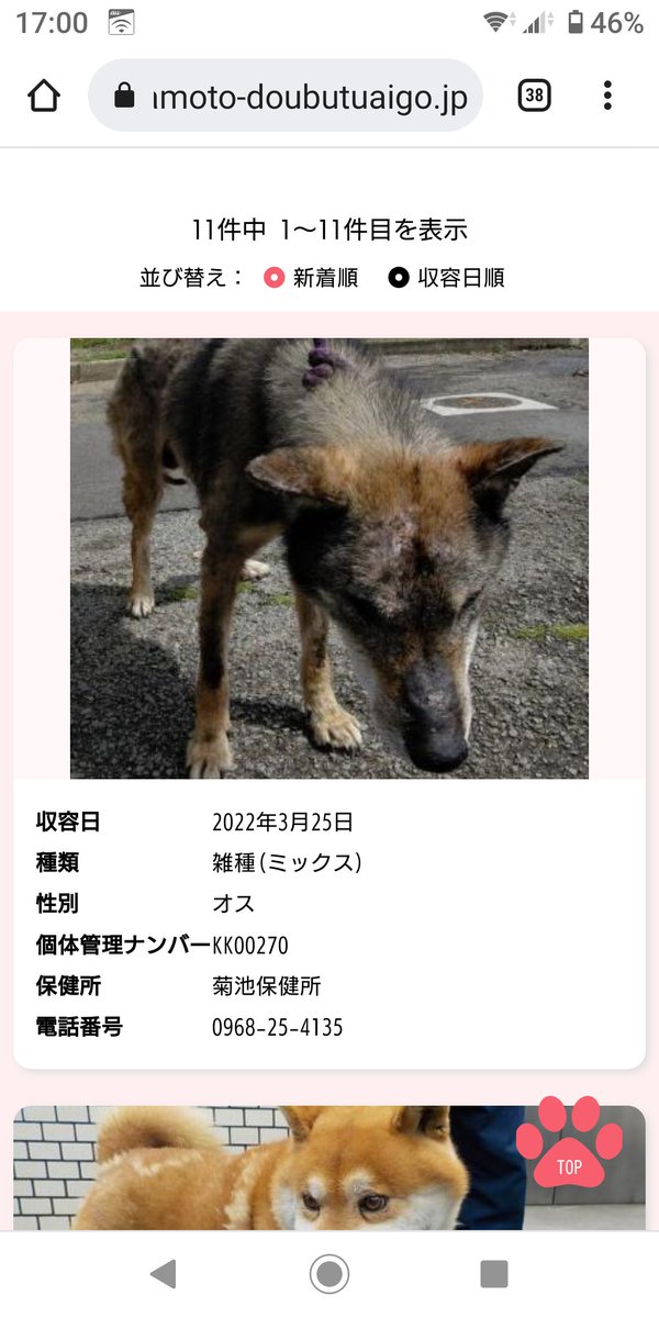 iWaFDUeWUTuqm9L's tweet photo. 迷子のワンちゃん熊本県情報です。 https://t.co/rbnljzWpn6