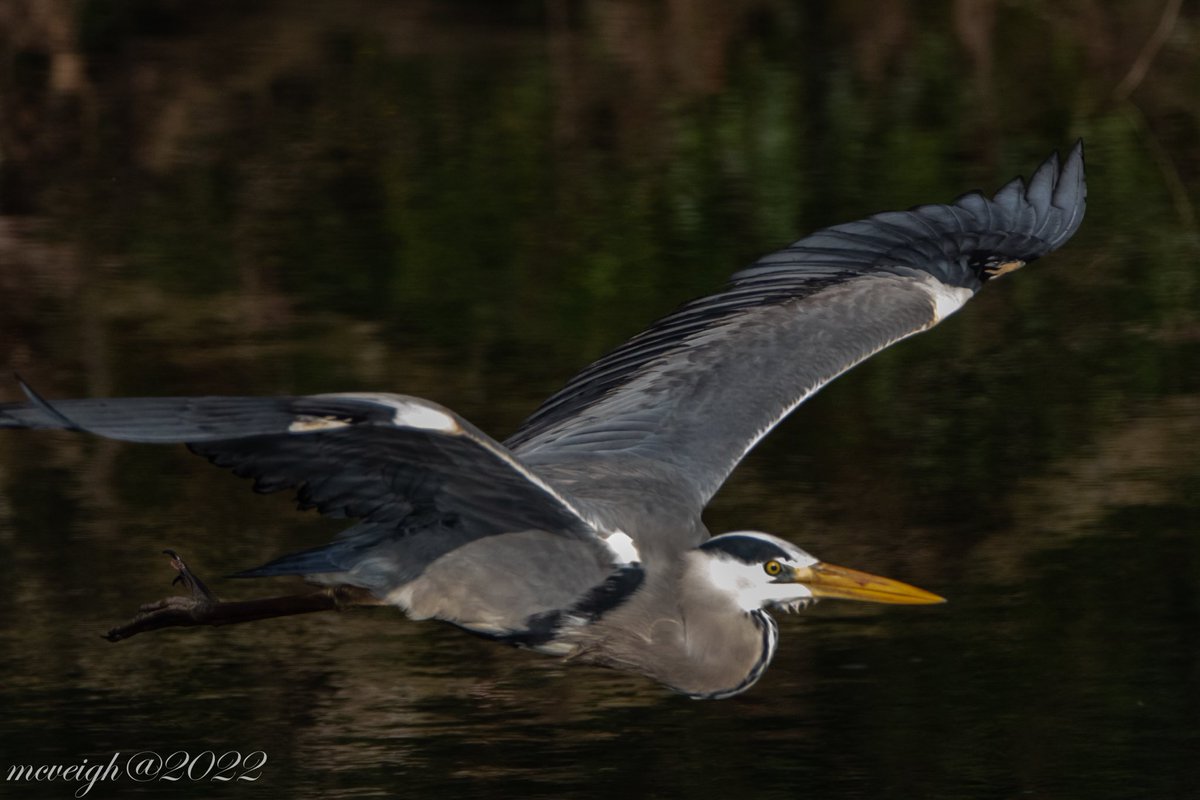 VeighDermot's tweet photo. A few photos from weekend ⁦@CanonUKandIE⁩ ⁦@UlsterWildlife⁩ ⁦@WildIreland⁩ #TwitterNatureCommunity ⁦@LoveAntrim⁩ ⁦@Nature⁩ https://t.co/LrKvlyWqBc