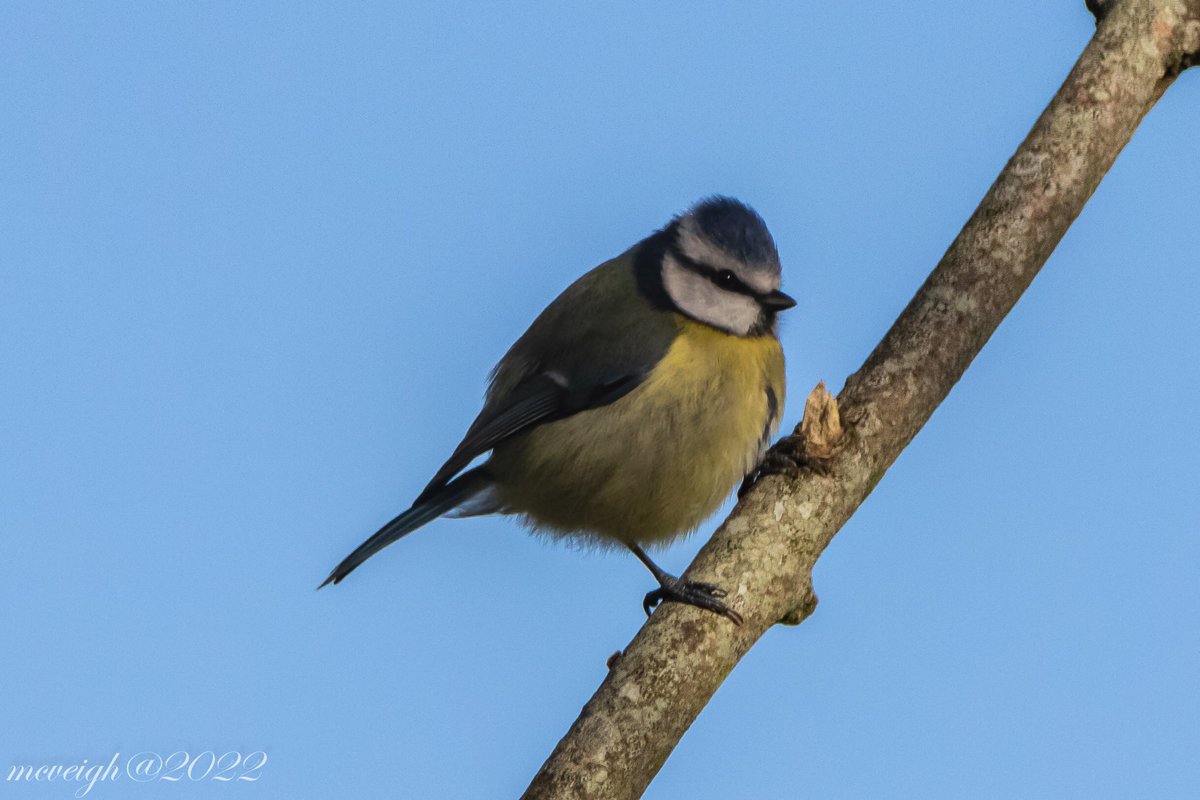 VeighDermot's tweet photo. A few photos from weekend ⁦@CanonUKandIE⁩ ⁦@UlsterWildlife⁩ ⁦@WildIreland⁩ #TwitterNatureCommunity ⁦@LoveAntrim⁩ ⁦@Nature⁩ https://t.co/LrKvlyWqBc
