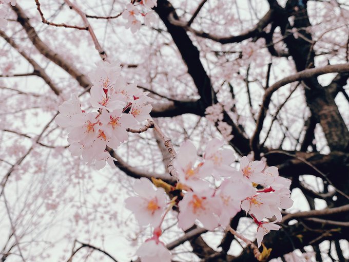 お花見がてらのお散歩🚶‍♀️🌸 