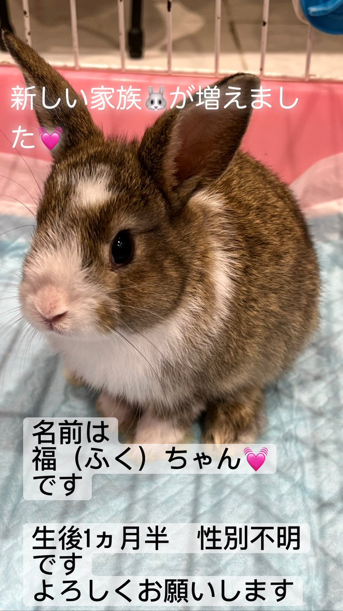 ringotokitty's tweet photo. なんと！！
新しい家族🐰を
お迎えしちゃいましたー💓わぁい

ミニウサギの
✨福（ふく）✨です
（生後1ヵ月半）

小さい頃の、モモに顔がソックリで
一目惚れ💓してしまいました💓

家族が増えました💓
どうぞよろしくお願いします☺️

矢部りんご
　　太郎
　　福（性別まだ不明）

#うさぎ
#うさ飼い https://t.co/RsG4dlcRCt