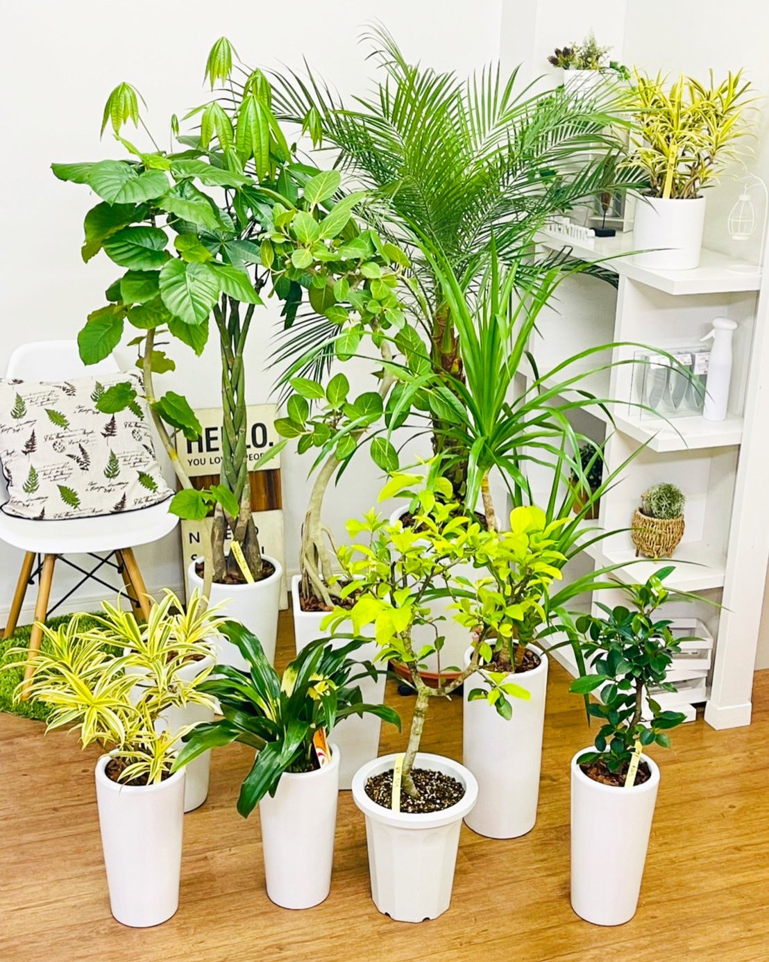 観葉植物のお店 E Ran Eran002 Twitter