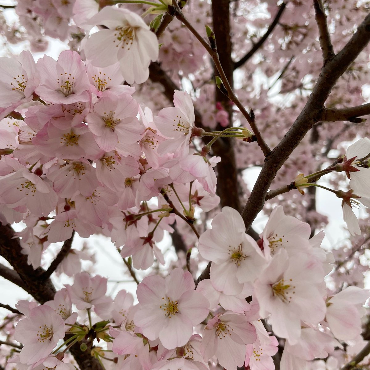 MISA929648782's tweet photo. 淡いピンクって優しい気持ちになれる。曇りの日でもキレイ。
#桜　#さくら https://t.co/mMNGKmtzJZ