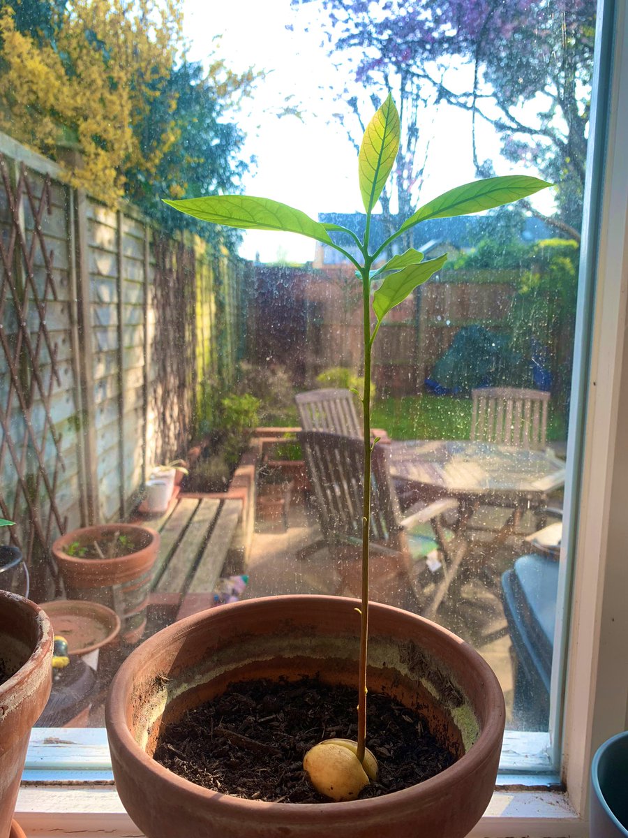 Happy spring! What plant is your mental health irrevocably tied to the success of? Mine is this avocado 🌱