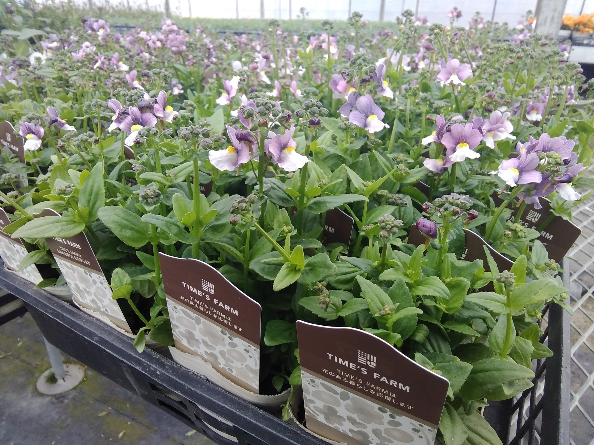 タイムズファーム V Twitter 玉野農場から次の花苗が出荷されます ペチュニア ビデンス ｺﾞｰﾙﾃﾞﾝｴﾝﾊﾟｲｱ ステラ ピンク サンサシアプラス Pw ツリーに続きます T Co W5g4vzvapg Twitter