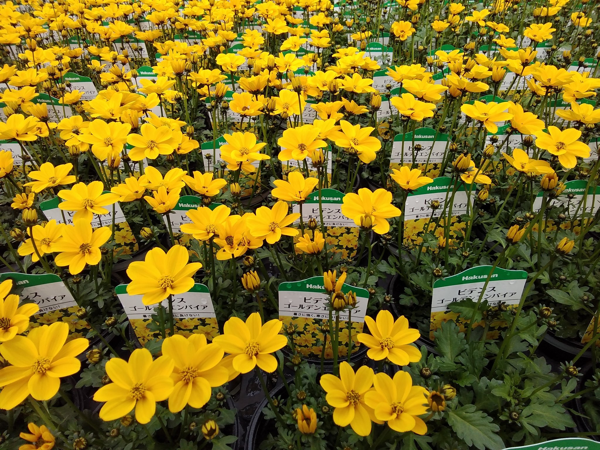 タイムズファーム V Twitter 玉野農場から次の花苗が出荷されます ペチュニア ビデンス ｺﾞｰﾙﾃﾞﾝｴﾝﾊﾟｲｱ ステラ ピンク サンサシアプラス Pw ツリーに続きます T Co W5g4vzvapg Twitter