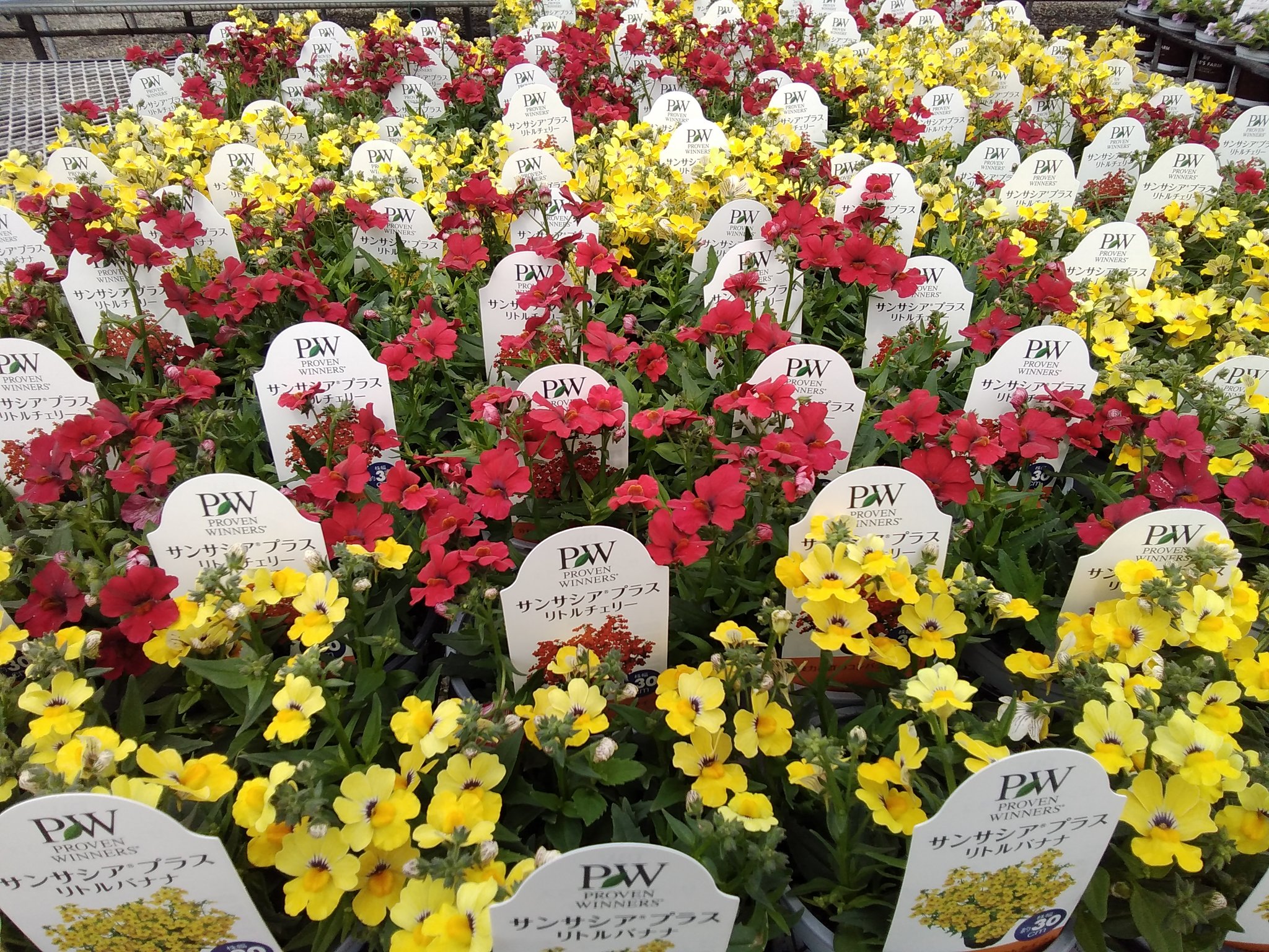 タイムズファーム V Twitter 玉野農場から次の花苗が出荷されます ペチュニア ビデンス ｺﾞｰﾙﾃﾞﾝｴﾝﾊﾟｲｱ ステラ ピンク サンサシアプラス Pw ツリーに続きます T Co W5g4vzvapg Twitter