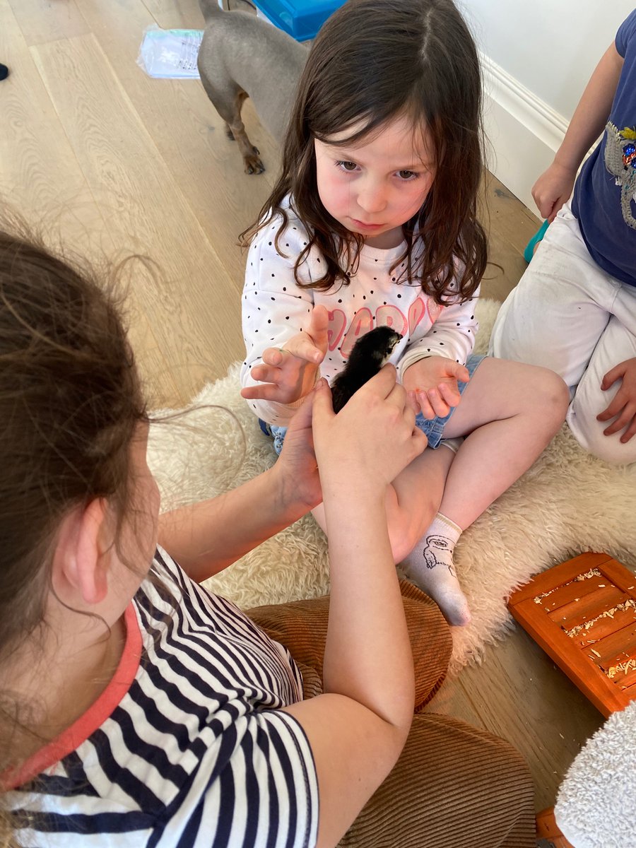 EdelFleming1's tweet photo. We had a very special treat at the weekend holding and caring for these beautiful little chicks 🐥 https://t.co/psLrAZRaA2