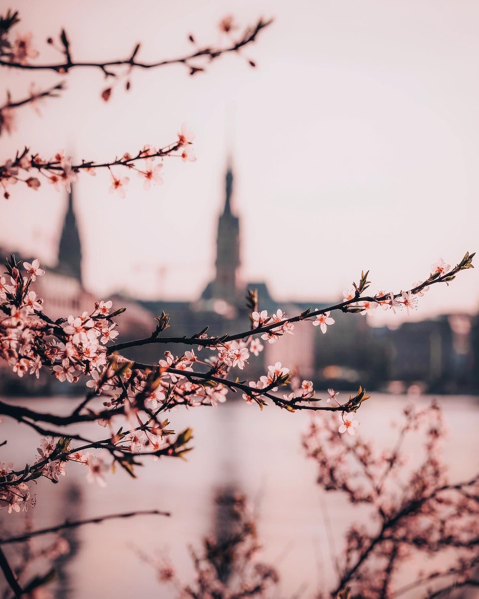 It’s that time of the year again in #Hamburg. 🌸 #spring #cherryblossoms @hamburg_de @mein_hamburg @GermanyTourism