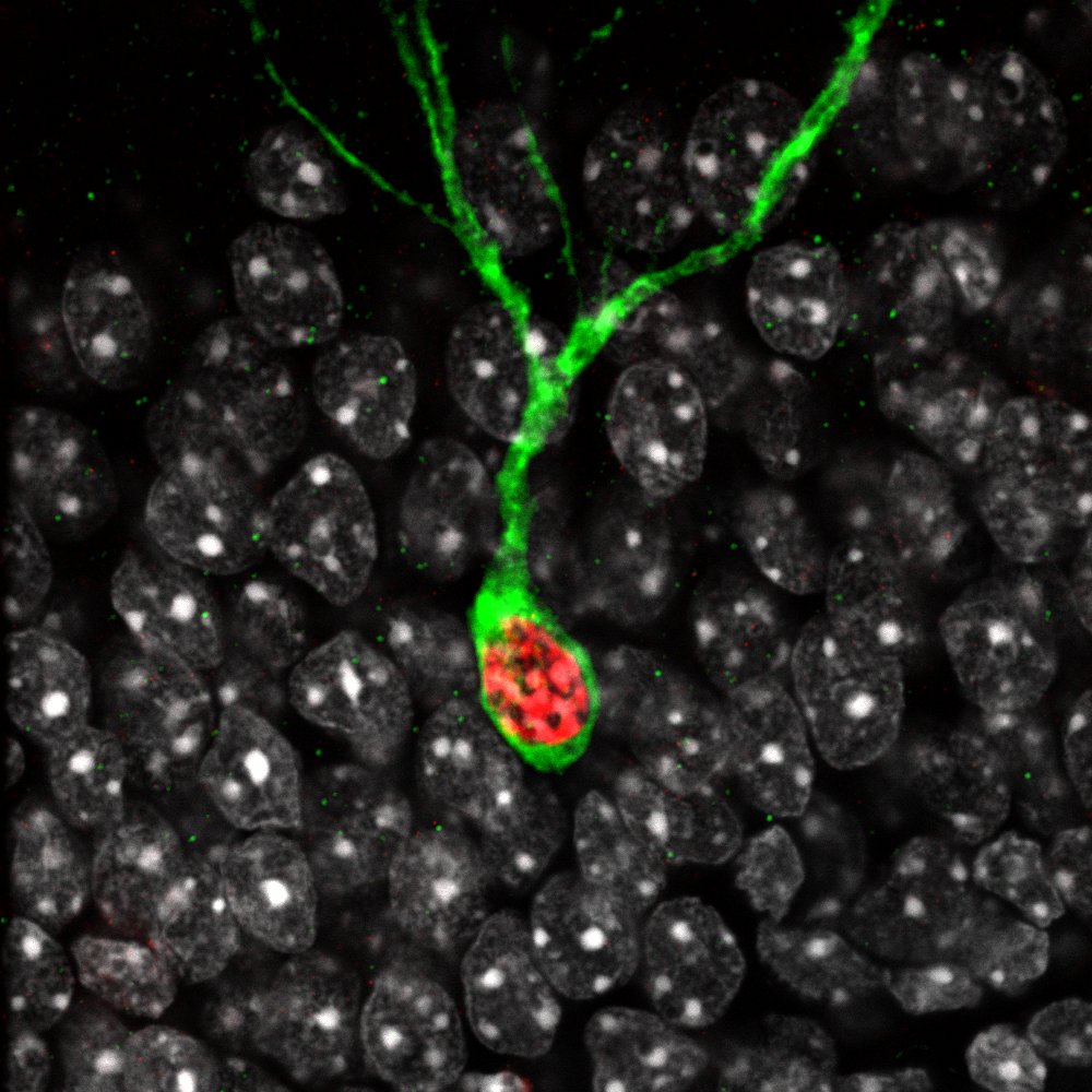Johannes Gräff (@graeffjohannes) on Twitter photo Interested in figuring out the #epigenetic basis of memory? We have two open #postdoc positions available! Please RT. <a href="/Brainmind_EPFL/">EPFL Brain Mind Institute</a> <a href="/epflSV/">EPFL Life Sciences</a> <a href="/EPFL_en/">EPFL</a> <a href="/ERC_Research/">European Research Council (ERC)</a>
fens.org/careers/job-ma…
epfl.ch/labs/graefflab/ Interested in figuring out the #epigenetic basis of memory? We have two open #postdoc positions available! Please RT. <a href="/Brainmind_EPFL/">EPFL Brain Mind Institute</a> <a href="/epflSV/">EPFL Life Sciences</a> <a href="/EPFL_en/">EPFL</a> <a href="/ERC_Research/">European Research Council (ERC)</a>
fens.org/careers/job-ma…
epfl.ch/labs/graefflab/