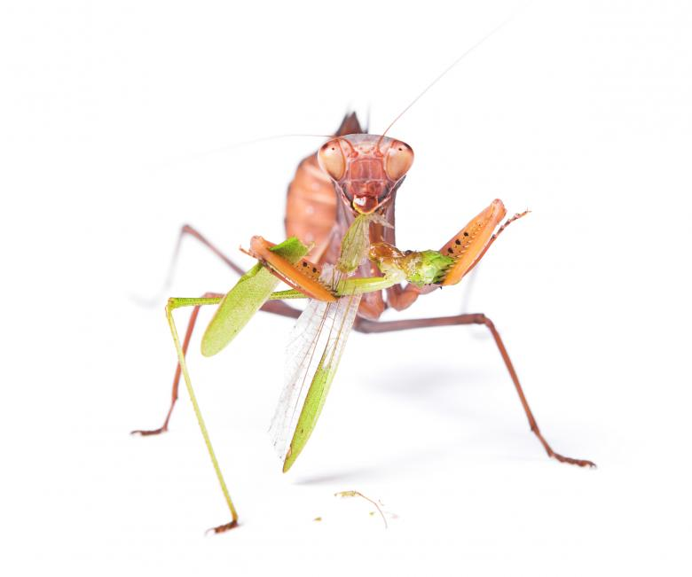 InsectManagers's tweet photo. Dear #Entosphere have you done any 3D scanning of your collections? What equipment did you use? Have you tried scAnt, InsectScan or another? What was the size range of scan objects? how was the quality of the scans? Affordable? https://t.co/iUIuvVzq1l