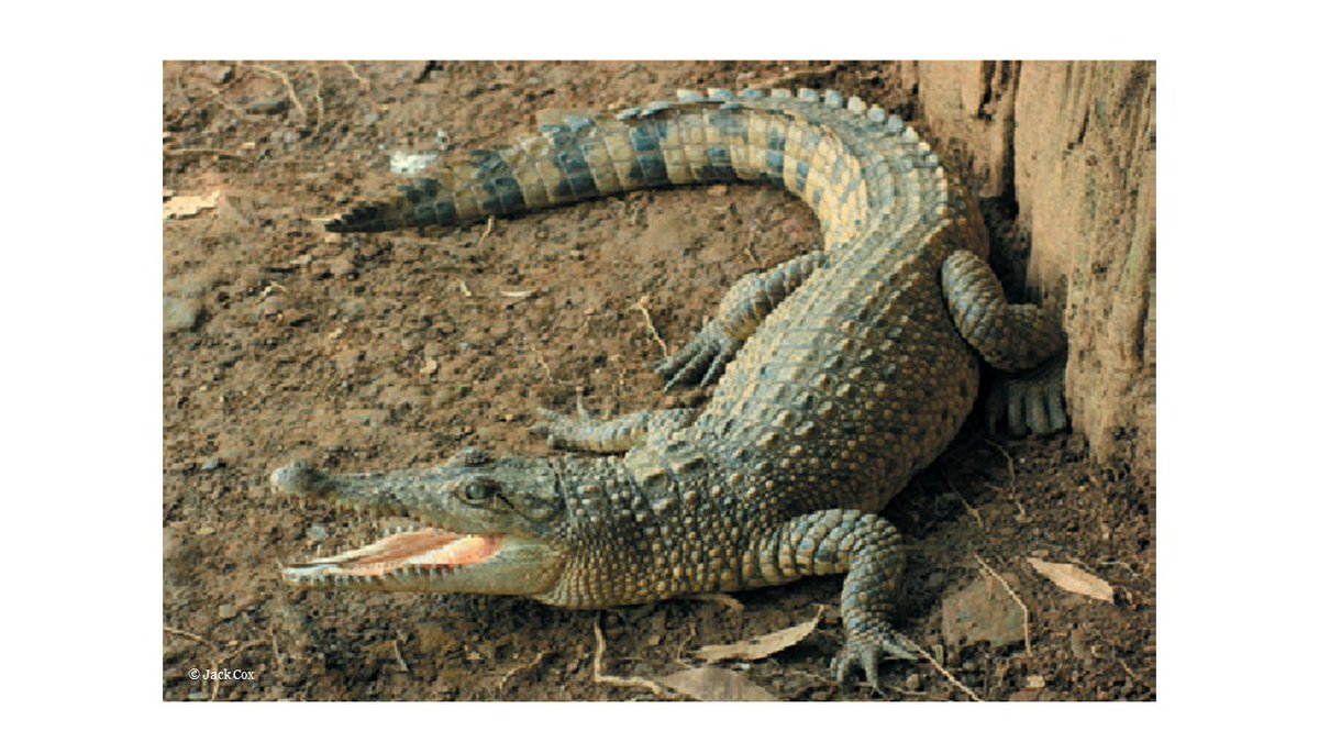 #13 Named after its home island, the New Guinea crocodile can grow to 3.5m, particularly in the Sepik river - where it's central to the culture of many communities, who pay their respects to this iconic predator with an annual 3-day crocodile festival.
wwf.panda.org/discover/our_f…