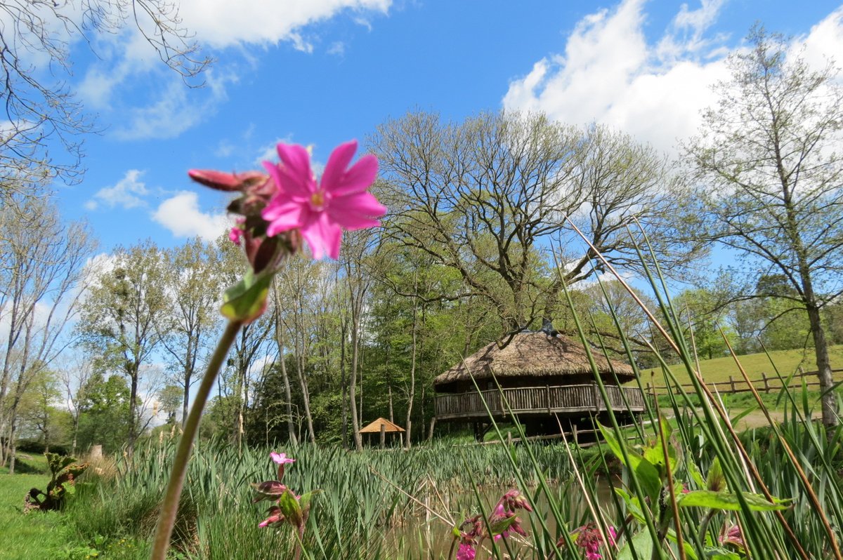 Treeopia -Luxury Treehouse Escape tweet media