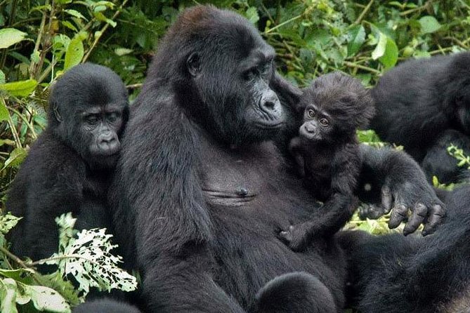 EacReservations's tweet photo. From hiking, gorilla trekking, exploring national parks, there are a lot of things to do in Uganda. If you are visiting Uganda soon, do not hesitate to DM or contact us at info@eacreservation.com. 
Booking Is free of charge.
#visituganda  #mombasaraha #daressalaam #ssot #lusaka https://t.co/VSRs36OQDy