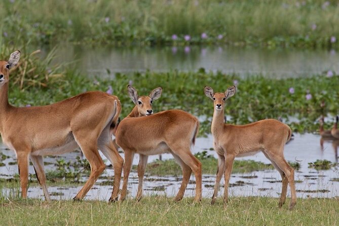 From hiking, gorilla trekking, exploring national parks, there are a lot of things to do in Uganda. If you are visiting Uganda soon, do not hesitate to DM or contact us at info@eacreservation.com. 
Booking Is free of charge.
#visituganda  #mombasaraha #daressalaam #ssot #lusaka