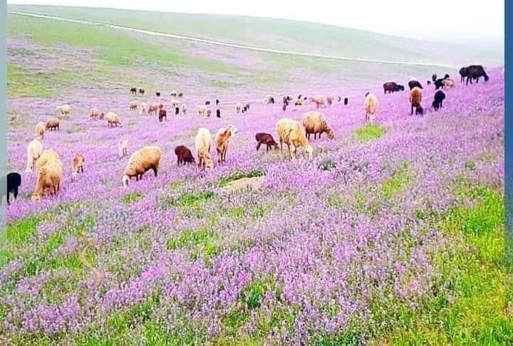 Fateh130's tweet photo. دا هم زموږ ګل ګل افغانستان دی!😍
خو یو وخت پر دې خاوره ظلمونه کېدل
د پردو تر واک لاندې وه
اوس امن دی
#کندوز https://t.co/fU5LazPAmZ