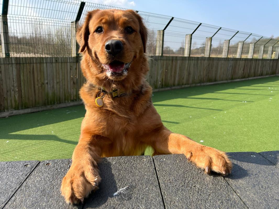 Dogs Trust 💛🐶 tweet media