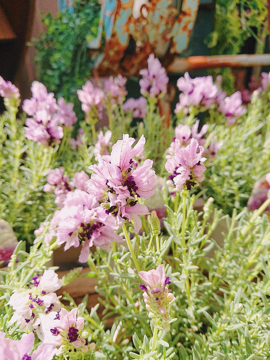 ガーデンセンター新田店】 春のお花やハーブ苗が続々入荷中♪ 今週は風