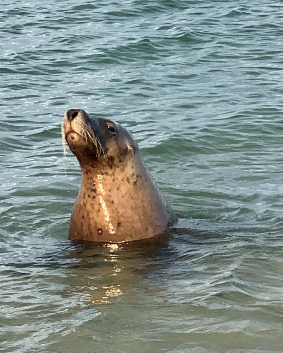 StarTerrel's tweet photo. Oh what a magical day first up meditation on the beach with rainbows, then mr seal, popped in to say hello, I dreamt of him doing this two nights ago and I am so excited that is exactly what he did. 🦭🏝🌈🦄🕊🤍🧜‍♀️ happy international mermaid day 🧜‍♀️🧜‍♀️🧜‍♀️🧜‍♀️🧜‍♀️🧜‍♀️🧜‍♀️🧜‍♀️ https://t.co/nkRHOtyJDh
