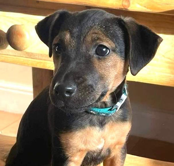 Please retweet to help Lottie find a home #CARMARTHENSHIRE #WALES 🏴󠁧󠁢󠁷󠁬󠁳󠁿

14 weeks old, Jack Russell Cross pup, looking for an active home. She is currently living with other dogs and a cat and could live with older children. 
DETAILS or APPLY👇
westwalespoundies.org.uk/dogs/lottie
#dogs #pets