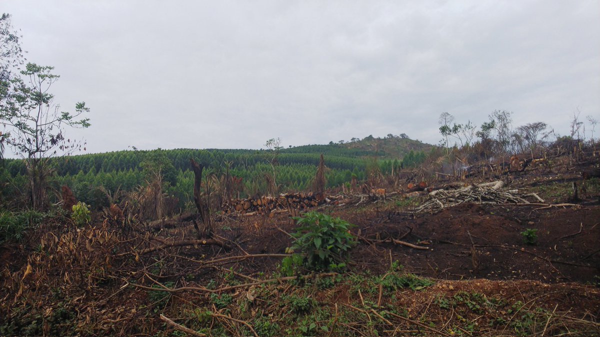 Xris55649290's tweet photo. @Fridays4FutureU Some other forests are being cut down seriously in kyenjojo and NFA is silent on this https://t.co/R5b8D0JyfH